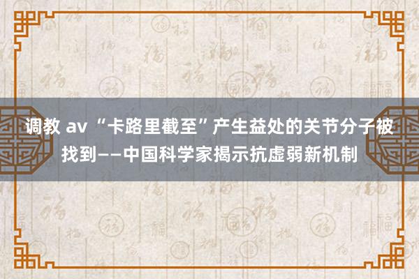 调教 av “卡路里截至”产生益处的关节分子被找到——中国科学家揭示抗虚弱新机制